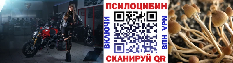 Купить где  Салаир  Галлюциногенные грибы Cubensis 